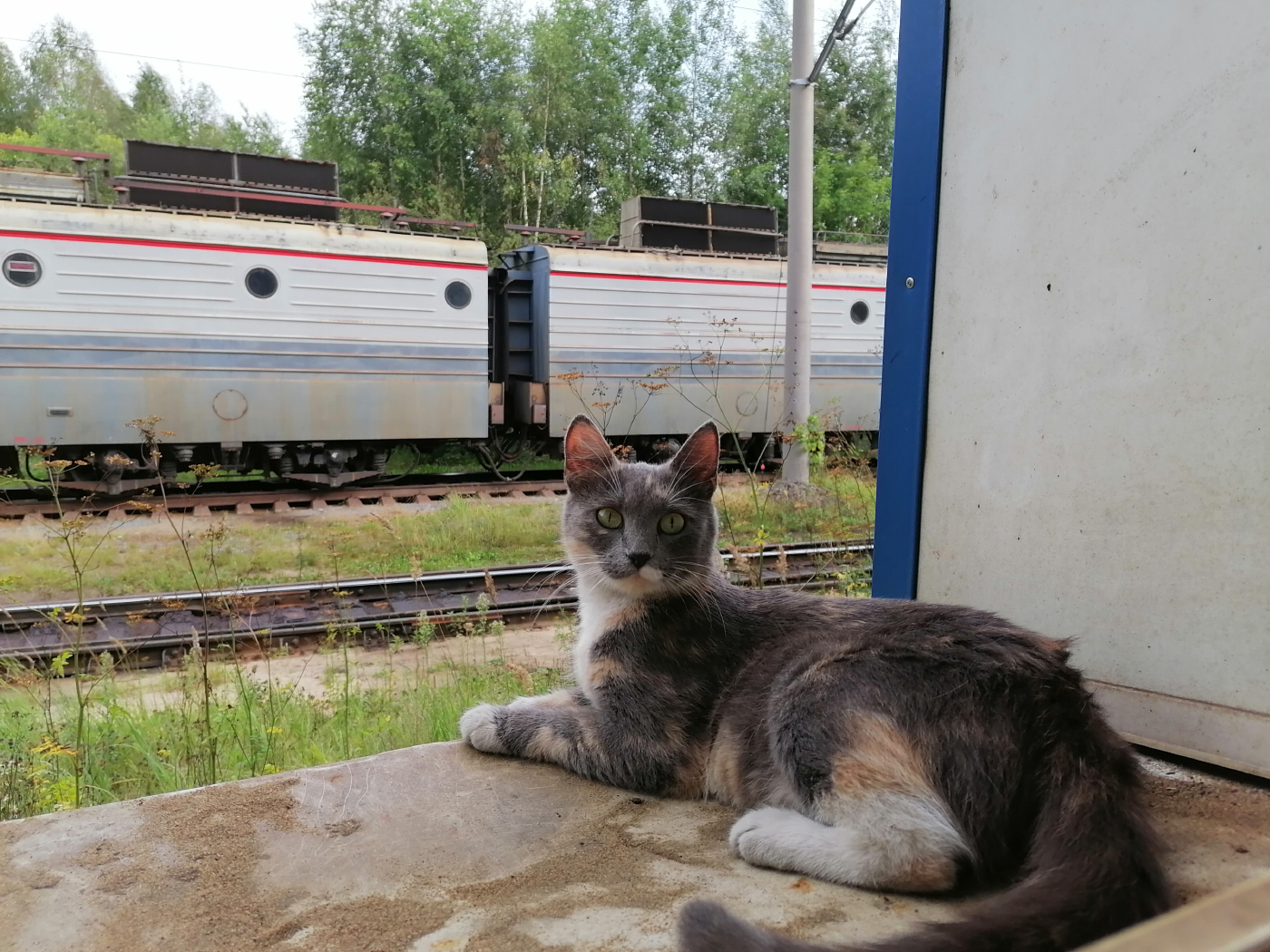 Животные на транспорте